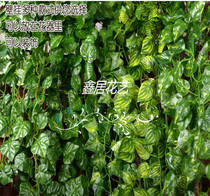 Simulation of small wall-mounted vines sea-tang leafy melon triangular leafy green loaf tecotyledonia chandelier house decoration wholesale