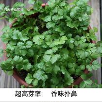 Imported leaflet coriander seeds have a rich flavor and can be potted to enjoy fruits and vegetables Shouguang vegetable seeds