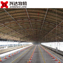 White feather chicken special automatic feeding line Automatic chicken raising equipment Flat chicken feeding line Broiler breeding equipment