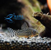 Pearl mouse fish scavenger fish cleaning fish garbage tropical fish ornamental fish live