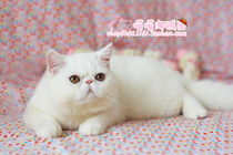 Pure CFA pedigree Exotic shorthair Garfield Persian Cat Exotic long-haired cat Aviation pet-grade deposit