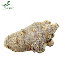 Panax notoginseng 15 head Wenshan Sanqi washed 15 Panax notoginseng excellent Seven three seven three seven 500g can be powdered