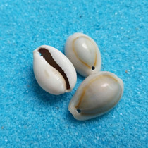 Shell conch gray gold edge snail 0 25 yuan a conch shell perforated DIY material accessories