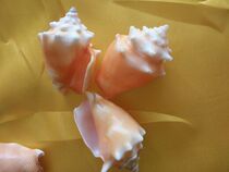 Natural sea spiral shell lipid specimen screw aquarium tank architecture prop design background