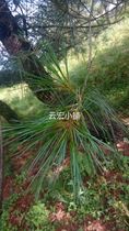 Yunnan fresh Huashan Pine White Pine five-leaf pine pine pine needle 500g