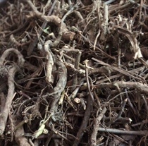  17-year-old new wild Red Bone Mimosa Root Xiaoli Grass Induction grass Zhisheng Grass 500g