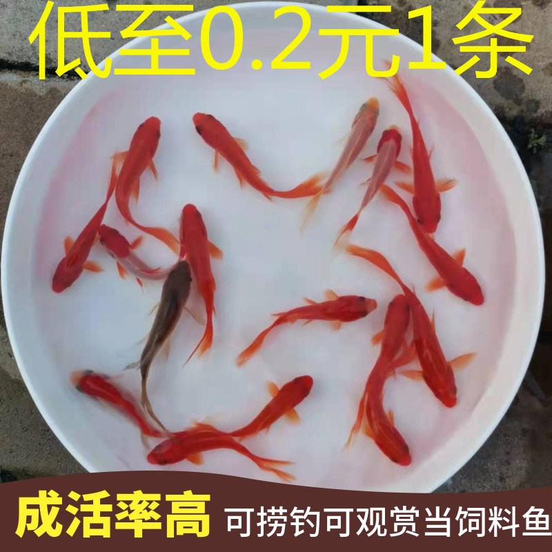 Ornamental Fish Red Dragon live feed small red grass goldfish fry carp carp koi fresh water cold water good live release fish