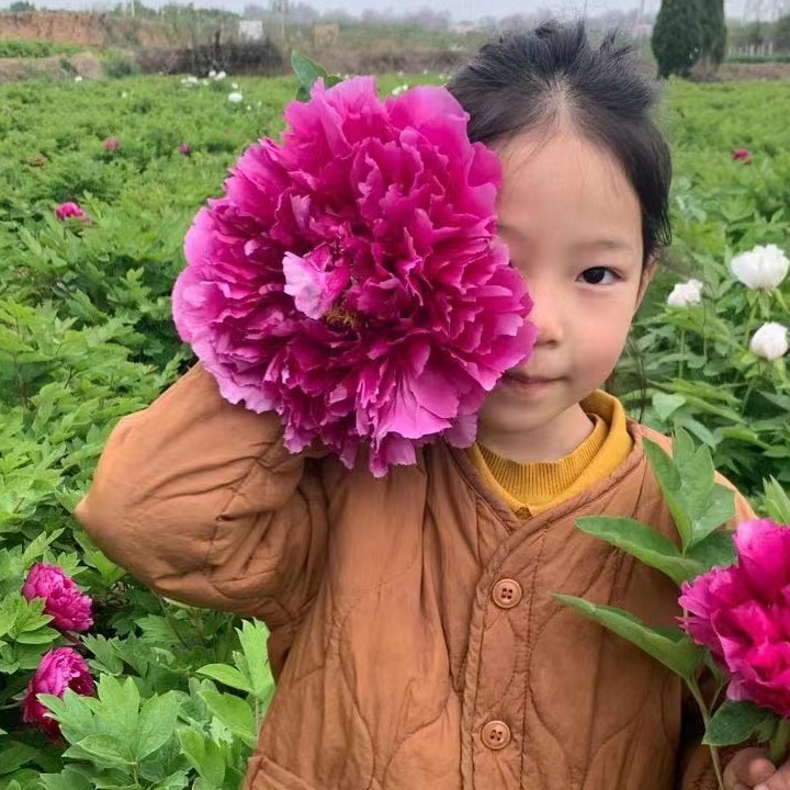 洛阳小露牡丹