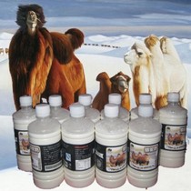 30 pounds of freshly squeezed camel milk pure milk SF air transport Xinjiang Kazakh pasture direct supply of camel raw milk