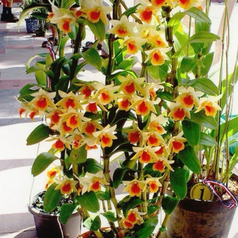 【90% Positive Reviews】Mixed Dendrobium Orchids Are Edible Flowers That Can Be Planted in Wooden Stakes or Boards Indoors or Outdoors and Are Easy to Grow