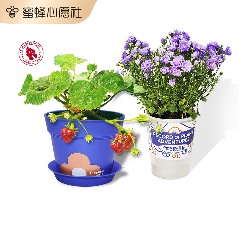 【作物奇遇记】果蔬系列植物盲盒