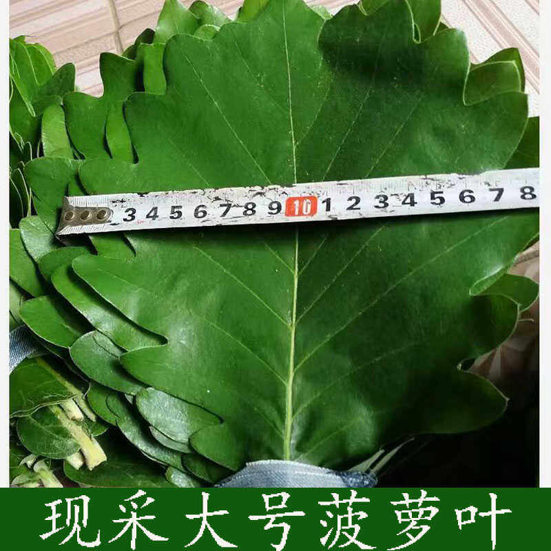 端午粽叶王炸来袭!新鲜菠萝叶+槲叶+柞树叶三合一,包粽子从此告别漏米噩梦!-粽叶-淘宝好物网