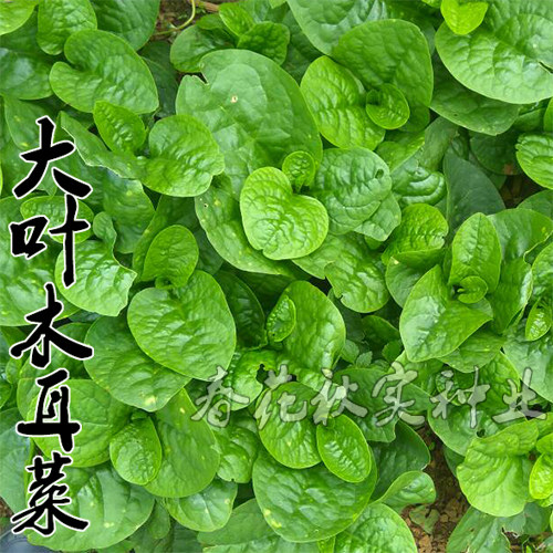 Big leaf agaric seeds in spring, summer and autumn seasons rouge tofu vegetable seeds climbing vines balcony potted fields
