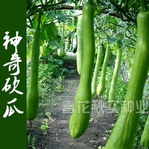  Magical big cut melon seeds Spring summer and autumn sowing vegetable seeds Balcony potted climbing vine big field melon and fruit high-yield seedlings
