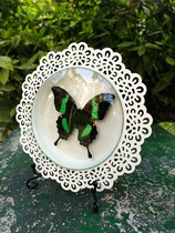 Natural butterfly specimen ~ Little Angel swallowtail butterfly ~ wrought iron lace disc