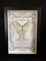 Insects ~ Asian green-tailed silkworm moth ~ real insect specimens ~ art decorative frame