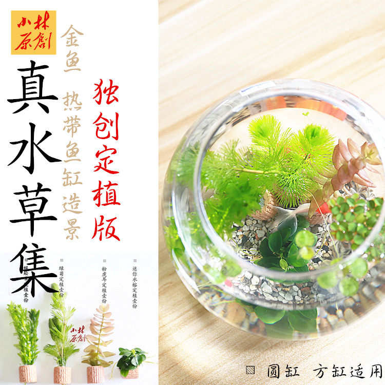 金鱼圆缸热带鱼小缸真水草造景耐低温水草易养金鱼藻蜈蚣草小水榕 Taobao