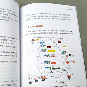 百年果蝇 神奇的吸露者 生物医学研究大功臣 自然科学 生物科学 昆虫学 上海科学技术出版社
