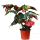 Бамбуковые бегонии, растения в горшках, большие пятна на листьях, легко выращивать, балкон four seasons, просмотр листьев, бегонии, древесные зеленые растения, легко выращивать mini 0