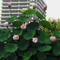 High-end simulation Lotus plastic fake lotus lotus home decoration dining room dining room seating pool lotus