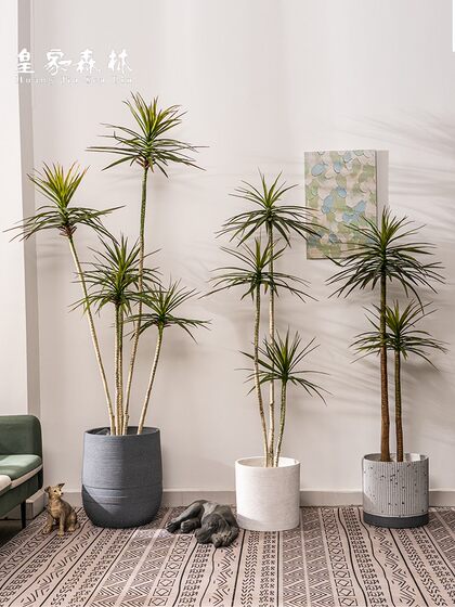 Nordic ins Style Artificial Dragon Blood Tree, Millennium Tree, Fake Tree, Green Plant, Indoor Living Room, Shop Decoration, Potted Plant