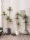 Nordic ins Style Artificial Dragon Blood Tree, Millennium Tree, Fake Tree, Green Plant, Indoor Living Room, Shop Decoration, Potted Plant