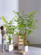 High-End Artificial Fishtail Sunflower, Large Loose-Tailed Sunflower Plant, Fake Tree Potted Plant, Indoor Living Room Artificial Green Plant Landscaping Ornament