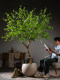 Large Artificial Plant Hanging Bell Flower Tree Potted Plant Indoor Living Room High-End Bionic Green Plant Horse-Dranker Tree Decorative Ornament