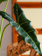 New Artificial Plant Salian Calla Lily Potted Fake Tree Indoor Living Room Bionic Green Plant Landscape Decoration Ornament