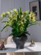 Phalaenopsis Artificial Flowers, Fake Flowers for Home Living Room Dining Table Floral Arrangements, High-End Realistic Plastic Floral Decorations