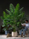High-End Light Luxury Extra-Large Areca Palm Artificial Plant Fake Tree Potted Indoor High-Grade Simulated Green Plant Landscaping Ornament