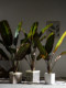 Large Artificial Banana Tree Tropical Broad-Leaf Plant Bonsai Indoor Shopping Mall Simulated Green Plant Landscaping Decoration Ornament