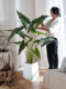 New Artificial Plant Salian Calla Lily Potted Fake Tree Indoor Living Room Bionic Green Plant Landscape Decoration Ornament