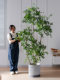 Extra-Large Artificial Elm Tree Potted Plant for Indoor Living Room Decoration, Faux Tree, Biomimetic Green Plant, Floor-Standing Decorative Ornament