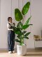 Large Artificial Plant Traveler's Banana Tree Bird of Paradise Indoor Potted Landscaping Bionic Green Plant Fake Tree Floor-Standing Decorative Ornament