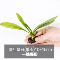 Циндань Корона 10-15см