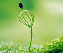 Baiguo Ning No. 7 Sun Moon Standard Ning Dao Ning supplement activity special shot Fei Le Bing Ning