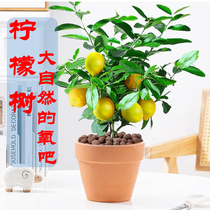 Net red perfume lemon tree potted plant is easy to support and easy to live indoor flower green plant old pile bonsai four seasons evergreen edible