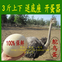 Fresh ostrich eggs Fresh farm self-raising camel bird eggs Eggs are bigger than goose eggs Lixia Dragon Boat Festival gifts