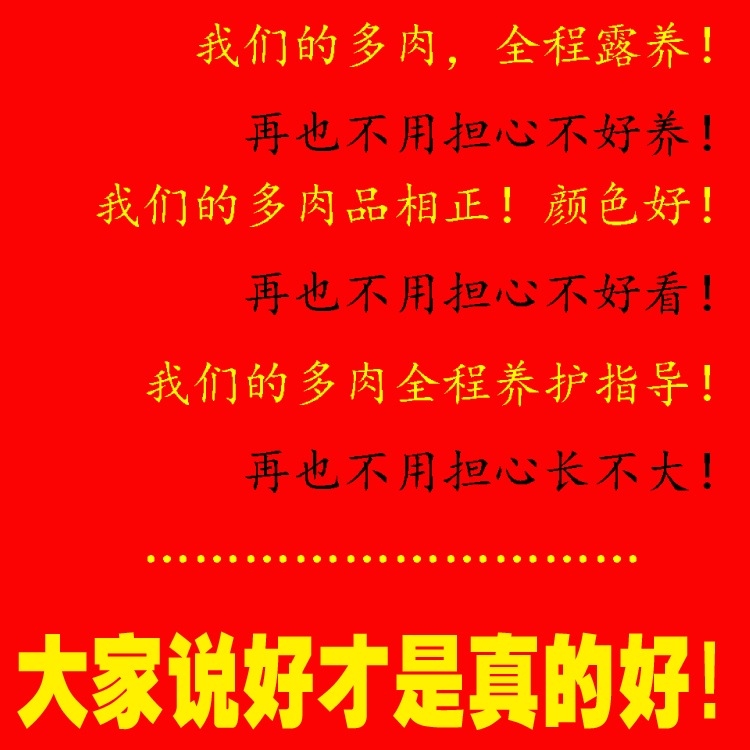 Các loài xương rồng trồng công cụ cong miệng ấm hoa mini nguồn cung cấp vườn thịt thịt trong chậu bảo tồn và trồng binh tuoi cay