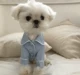 chó Pháp Hàn Quốc quần áo chân Teddy VIP Bichon trong bộ đồ ngủ quần áo mùa hè nhỏ thơm mùa hè gió quần áo vật nuôi - Quần áo & phụ kiện thú cưng