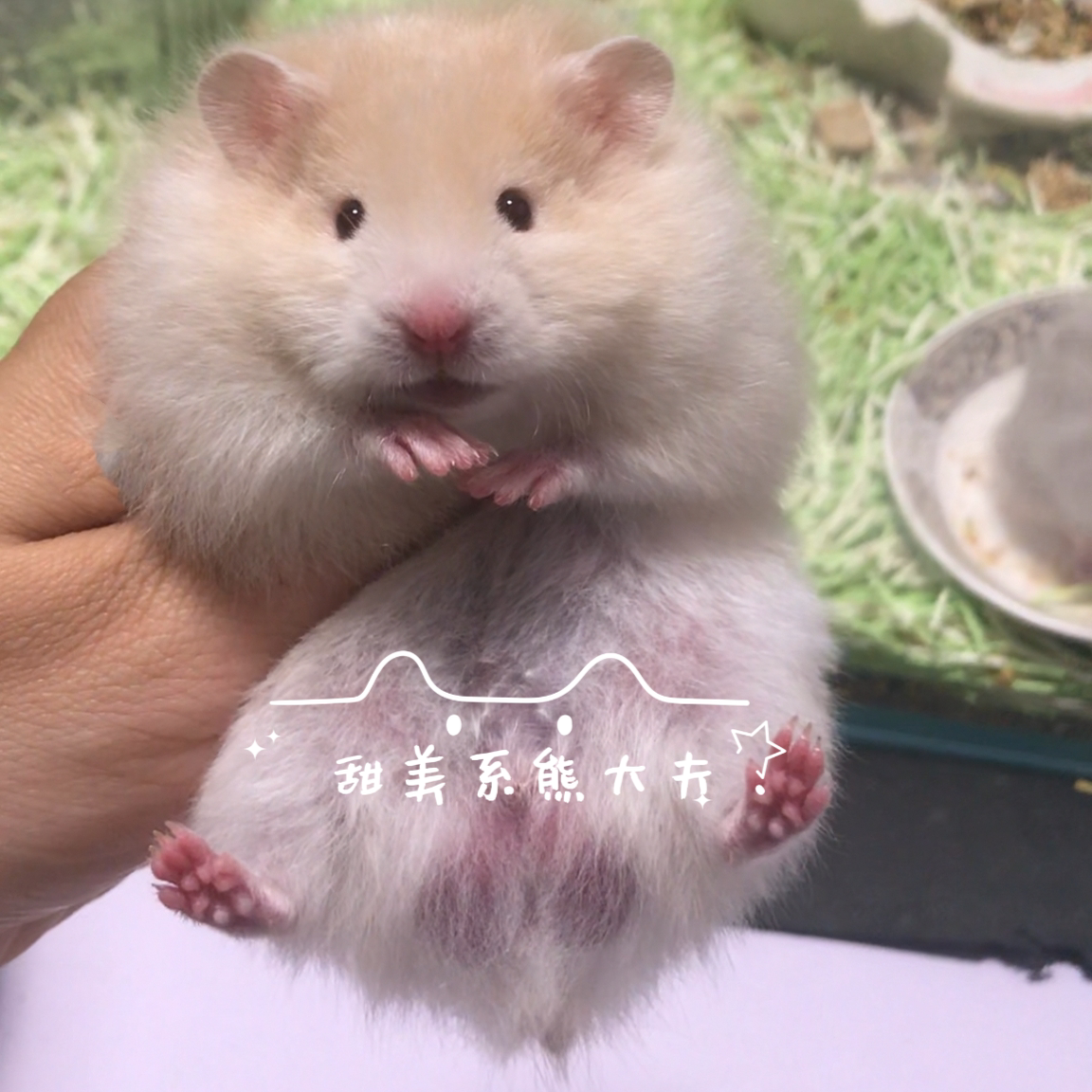 25年必买！稀有蓝波金丝熊仓鼠活体种草｜避坑指南+真实饲养体验-仓鼠-淘宝好物网