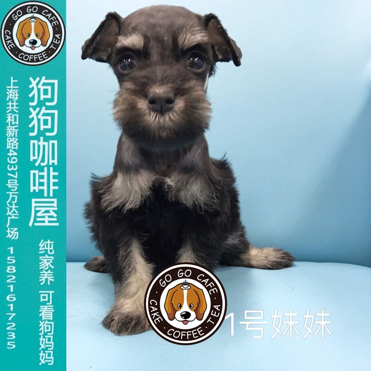 家养迷你雪纳瑞妹妹幼犬出售可实体店看狗