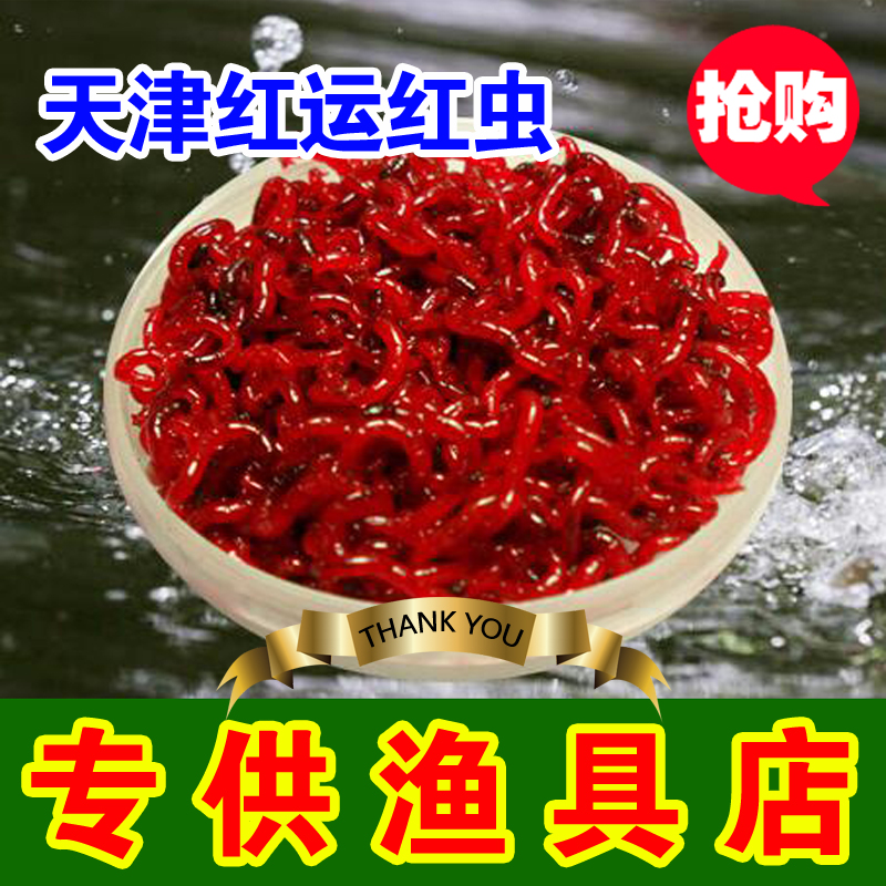 Red worm live live bait fresh Tianjin red worm extra large bait crucian carp bait fishing blackhead male worm female worm