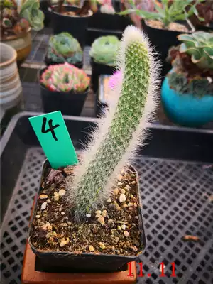 小玉园艺猴尾柱仙人掌软毛多肉植物一物一拍5 8厘米长