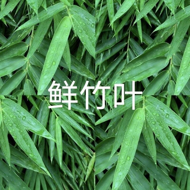 Wild Fresh Hand-Selected Bamboo Leaves, Seasonal Young Bamboo Leaf Tea, Clears Heat and Promotes Urination, Traditional Remedy, Pure Natural, No Additives, Good Quality Wild Fresh Hand-Selected Bamboo Leaves, Seasonal Young Bamboo Leaf Tea, Clears Heat and Promotes Urination, Traditional Remedy, Pure Natural, No Additives, Good Quality
