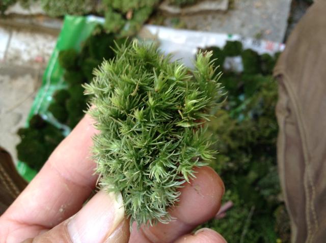 Rêu cây tươi, cỏ trong chậu, cảnh quan tự làm vi mô, bàn, chai, vườn, xanh, vật tư làm vườn khác vòi xịt tưới cây