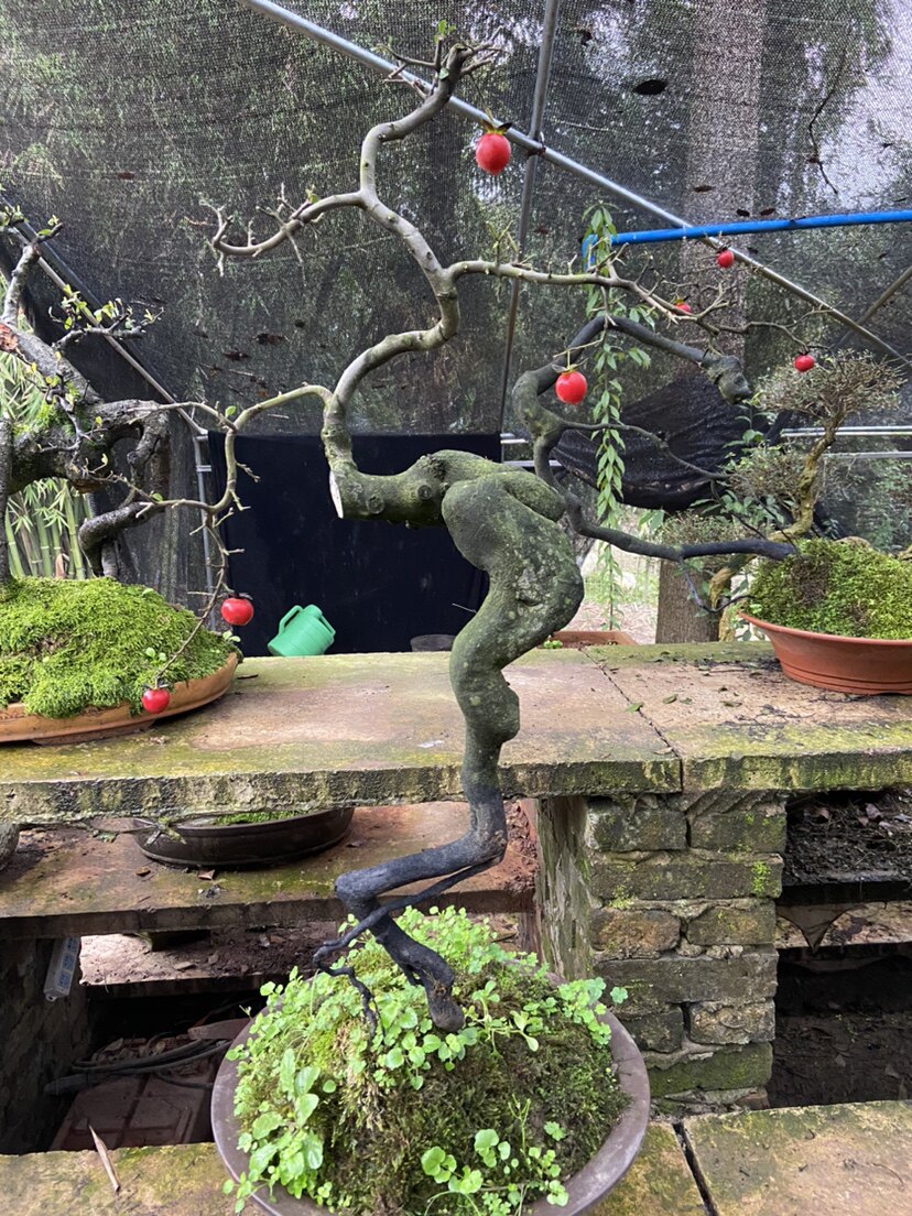 四季有约园艺