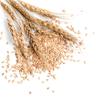 Dried flowers wheat ears floral photo props background cloth ins wind decoration food photography ornaments ornaments ornaments ornaments ornaments ornaments ornaments ornaments ornaments ornaments ornaments ornaments ornaments ornaments