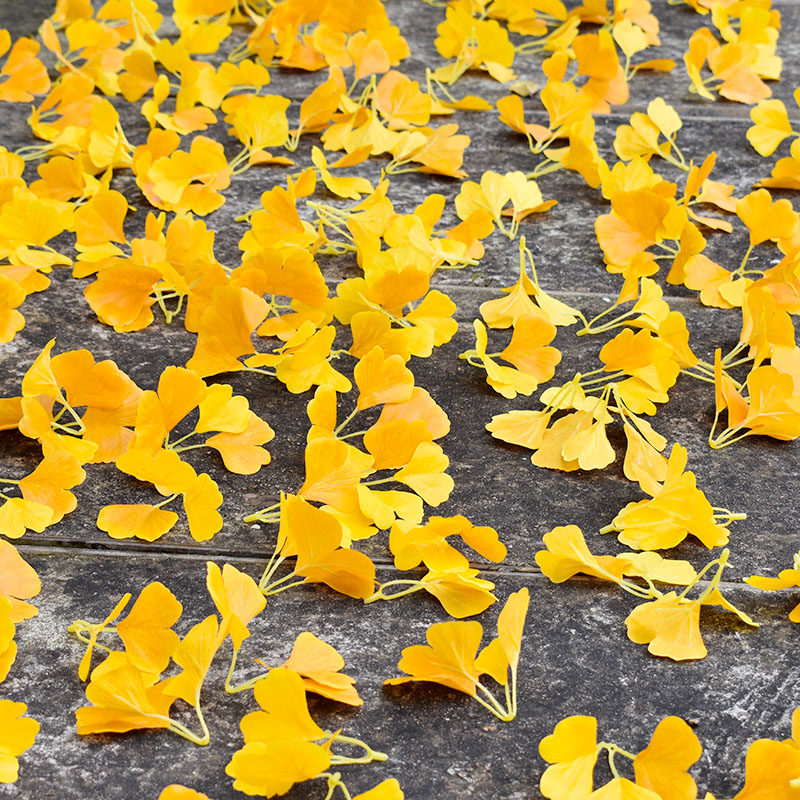 Single sheet emulation Ginkgo Leaf Fake Leaves Autumn Yellow Fall Leaves Wedding shop Windows Decorate Leaves Single Leaf Withered Leaves